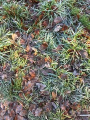 European winter, January 1, 2020. Grass in the winter forest.