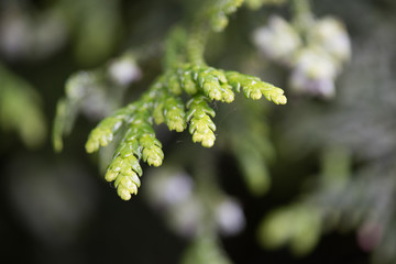 rain water dew drops on green leaf nature.