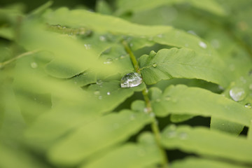 Plakat rain water dew drops on green leaf nature.