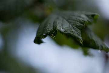rain water dew drops on green leaf nature.