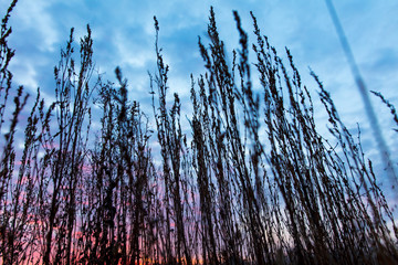 Dry grass at dawn as a background