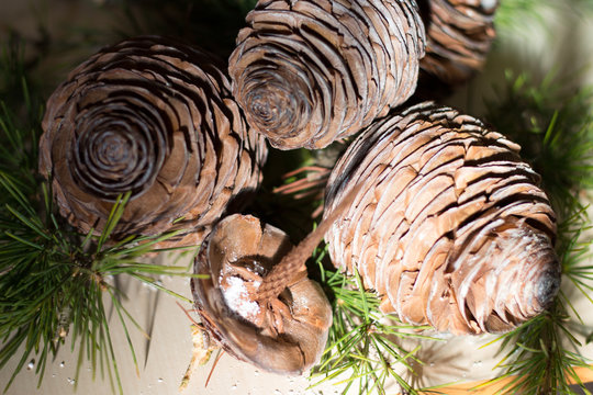 Strobilo, commonly called pine cone, used in Christmas decorations