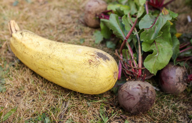 Zucchini and red beets on the ground