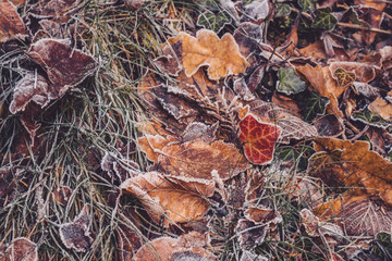 autumn leaves on the ground