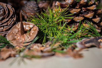 Strobilo, commonly called pine cone, used in Christmas decorations