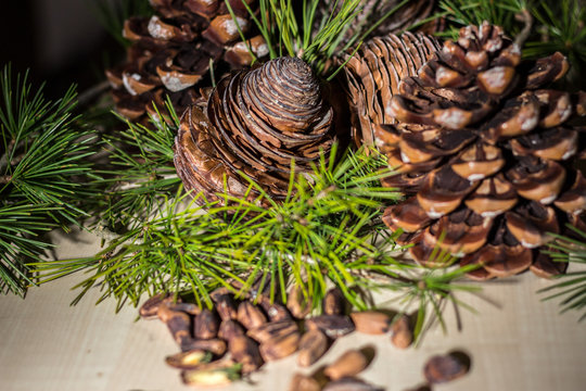 Strobilo, commonly called pine cone, used in Christmas decorations