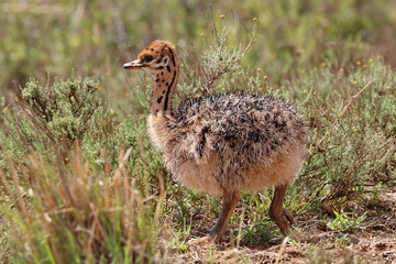 Strau&szlig;enbaby 7761