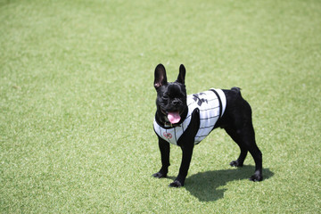 Fototapeta premium Happy puppies in a private playground