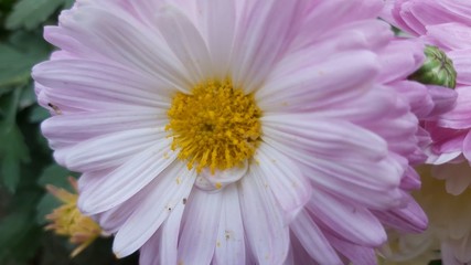 daisies  white & pink flower