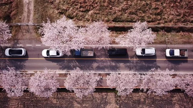 Aerial view Video at Gyeongju Cherry Fastival,South Korea