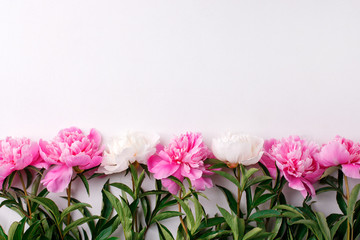 Flowers pink peony frame on white background. Top view with copy space, seasonal sprig summer time concept, 8 march, woman day, easter, mother day, birthday, wedding