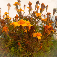 yellow flowers and leaves