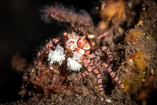 Boxerkrabbe oder Pompom-Krabbe im Meer bei Bali, Indonesien