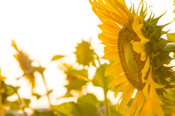 Sunflower on natural background. Sunflower blooming in garden