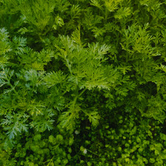 Naklejka na ściany i meble background of green leaves