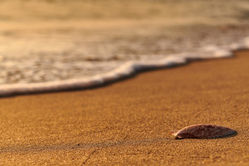 starfish shell on sunrise sunset beach
