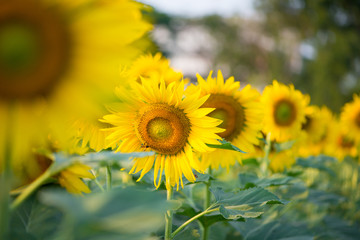 Sunflower on natural background. Sunflower blooming in garden