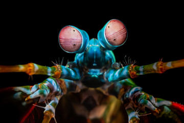 Augen eines Fangschreckenkrebs im Meer bei Bali, Indonesien