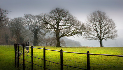 A cold Winter scene of bare trees in a field in West Wales, UK