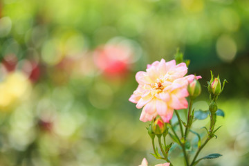 Beautiful pink roses flower in the garden