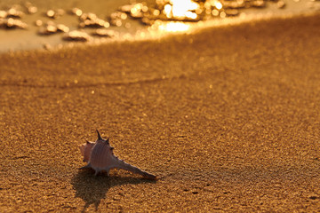starfish shell on sunrise sunset beach