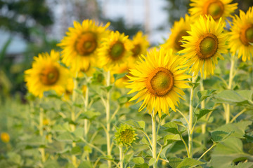 Sunflower on natural background. Sunflower blooming in garden