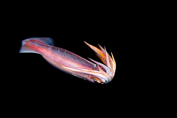 Tintenfisch bei Blackwater Tauchgang im Meer bei Bali, Indonesien