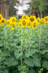 Obraz na płótnie Canvas Sunflower on natural background. Sunflower blooming in garden