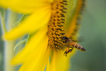 Sunflower on natural background. Sunflower blooming in garden