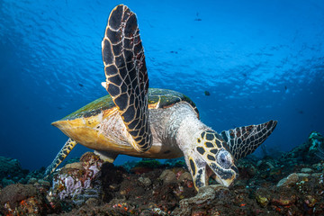 Echte Karettschildkröte im Meer bei Bali, Indonesien