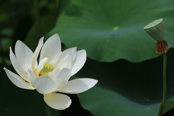 water lily in pond