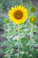 Sunflower on natural background. Sunflower blooming in garden