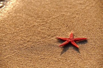 starfish shell on sunrise sunset beach