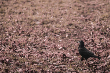 Black crow on ground with dry grass