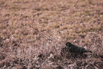 Black crow on ground with dry grass