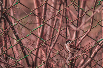 Brown sparrow on a branch