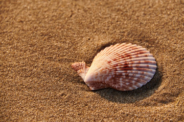 starfish shell on sunrise sunset beach