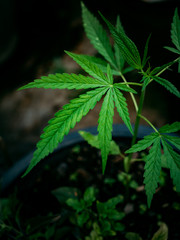  marijuana green leaves.