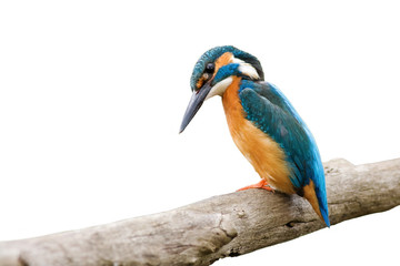 Common kingfisher, alcedo atthis, sitting on a branch waiting patiently and looking down isolated on white background. Bird with orange and blue plumage in nature cut out on blank.