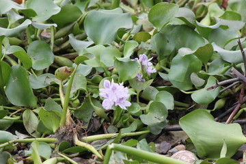 Obraz premium Flower