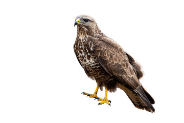 Common buzzard, buteo buteo, a powerful bird of prey sitting and looking in nature isolated on...