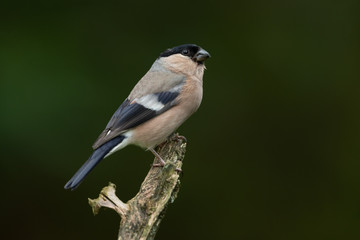Eurasian bullfinch sitting on a branch