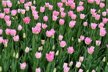 Field of beautiful tulips as background