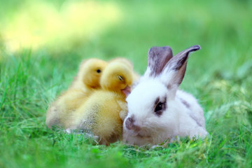 草地でアヒルの雛達と一緒の子ウサギ。自然,小動物,仲良し,癒し,リラックス,イメージ © chikala