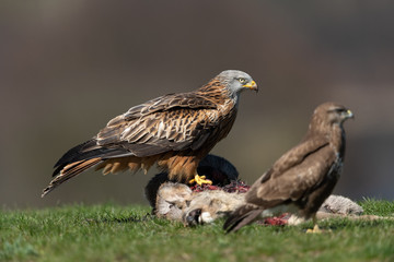 Red kite sitting on a take