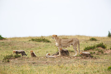 Cheetah mother with cubs in the Masai Mara Game Reserve in Kenya