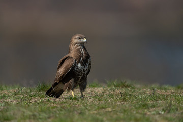 Common buzzard sitting in a meadow