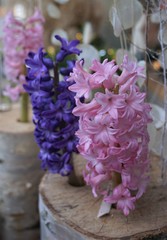 rosa Blüte der Hyazinthe - Blumenzwiebel Topfpflanze im Frühling - pink hyacinth
