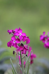 Fototapeta premium Flower