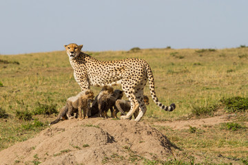 Cheetah mother with cubs in the Masai Mara Game Reserve in Kenya
